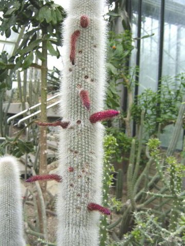 Cleistocactus_strausii